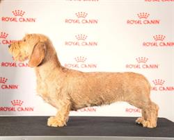 Blume des König Kennel