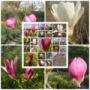 Magnolia fajtáink