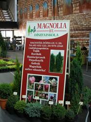 Magnolia Bt.