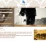 www.echoresidence.hu