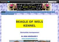 Beagle Of Wels Kennel