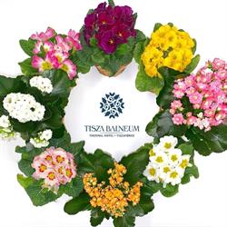 Tisza Balneum Thermal Hotel **** Konferencia & Wellness Központ