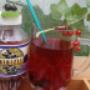 Feketeribizli Tea