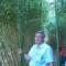 phyllostachys viridigaucescens sövényben