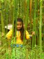 BAMBOO-BAMBUSZ FAISKOLA KALOCSA