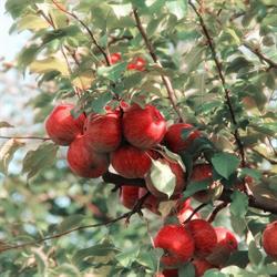 Apple Garden Fordító És Szervező Szolgáltató Bt