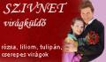 Partnerüzleteket keresünk