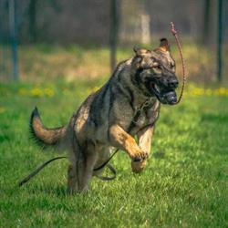 Excellent Dog Training Center