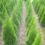 Smaragd thuja ültetvény