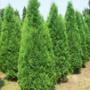 Thuja occ. columna