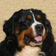 Hidegkúti Berni Kennel