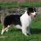 HJCh. Silver Dream aussie's Quality Black