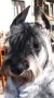 Jcbc Só-Bors Óriás Schnauzer Kennel