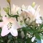 Liliomok