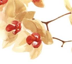 Orchidea Gondozó Otthon