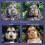 Serci Angol Cocker Spaniel Kennel