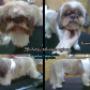 shih-tzu
