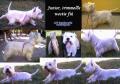 trimmelos-westie