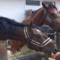 Paddock 2