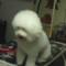 Bichon Frise