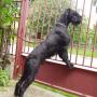 Óriás schnauzer