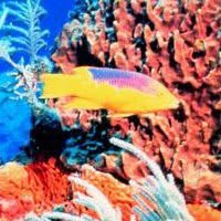 Coral Szakorvosi Centrum