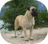 Safety Of Flatland Bullmasztiff Kennel