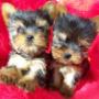Yorkshire terrier kölykök