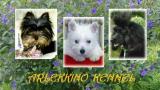 Arlekkino Kennel Aranykoszorús Mestertenyészet
