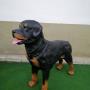 Rottweiller figura - álló