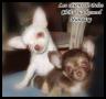 Les Chiens de Pelso Chihuahua