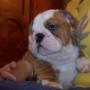 Les chiens de Pelso's bulldog puppy