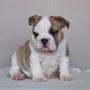 english bulldog puppy