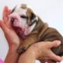 english bulldog puppy
