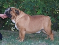 Les Chiens de Pelso English Bulldog Kennel