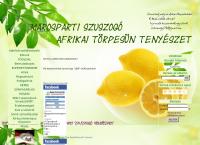 Marosparti Szuszogó Afrikai Törpesün Tenyészet honlapja