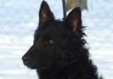 Hagyma-Földi Mudi Kennel