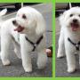 bichon bolognese