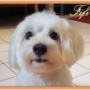 bichon havanese