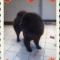 Chow-chow