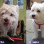 west highland terrier