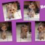yorkie shire terrier