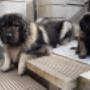 Sarplaninac male & daughter