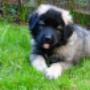 ALMA 10 WEEKS OLD