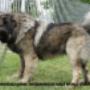 WORLD DOG SHOW 2013.