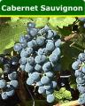 Cabernet-sauvignon