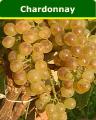 Chardonnay