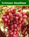 Crimson-Seedless