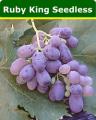 Ruby-King-Seedless