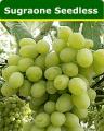 Sugraone-Seedless